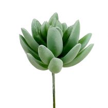 daiktų Sultingas Echeveria Ø6,5cm L11cm 6 vnt