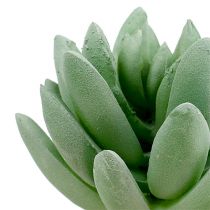 daiktų Sultingas Echeveria Ø6,5cm L11cm 6vnt