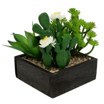 Sukulentai medinėje dėžutėje H14cm 1vnt