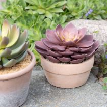 daiktų Sultingas augalas vazone Echeveria dirbtinė raudona Ø15cm