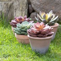 daiktų Sultingas augalas vazone Echeveria dirbtinės raudonos vintage Ø15cm H16cm