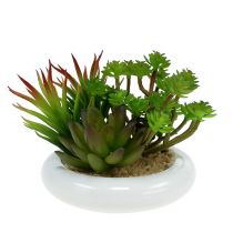 Sukulentai vazonėlyje Ø12cm H11cm 1vnt