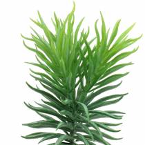 Sultingas Senecio Ragwort Green 20cm