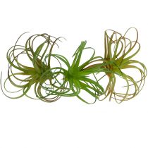 Tillandsia asorti 8cm 3vnt