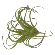 Tillandsia asorti 8cm 3vnt