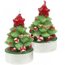 Arbatos žvakutės Kalėdinės arbatžolės eglė H6,5cm 6vnt