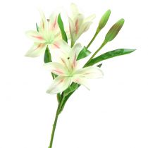 Tigrinės lelijos kremas 60cm