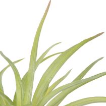 daiktų Tillandsia Green dirbtiniai augalai su lazdele Ø17cm 3 vnt