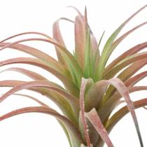 Tillandsia žalia-raudona flokuota 15cm 4vnt