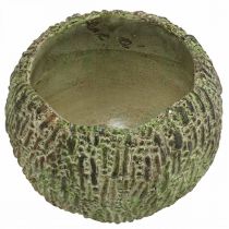 daiktų Betoninis vazonas, senovinio stiliaus, žalios ir rudos spalvos, apvalus vazonas, Ø15,5 cm