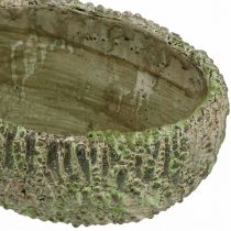 daiktų Sodinamosios betoninės ovalios antikvarinės išvaizdos žalios, rudos 24×14×13 cm
