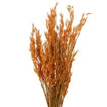 daiktų Dry Deco Oat Deco oranžinės spalvos L64cm 70-75g 2vnt