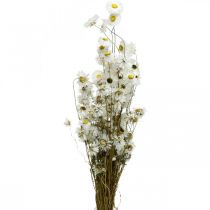 daiktų Džiovintos gėlės Acroclinium Baltos gėlės sausos floristikos 60g