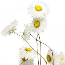 daiktų Džiovintos gėlės Acroclinium Baltos gėlės sausos floristikos 60g