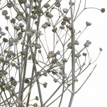 Džiovintos gėlės Massasa baltos deko šakelės 50-55cm ryšelis po 6vnt