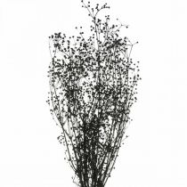 daiktų Džiovintos gėlės Massasa Black Natural Decoration 50-55cm 10 vnt.