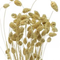 Džiovinta gėlė Phalaris, dekoratyvinė žolė, sausa floristika, boho gamta, balinta L55cm 100g
