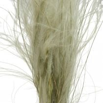 Džiovintų gėlių plunksnų žolė Stipa Pennata Dry Grass Nature 50g