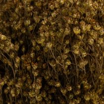 daiktų Džiovintos gėlės Šluota Bloom Olive Green 160g 48cm