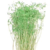 daiktų Džiovintos skėtinės gėlės (Umbellifera Green) 70-80cm 150g