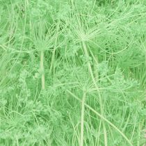 daiktų Džiovintos skėtinės gėlės (Umbellifera Green) 70-80cm 150g