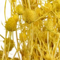Džiovintos gėlės Yellow Dry Thistle Braškinis erškėtis 100g