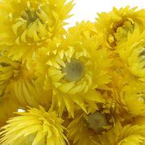 Džiovintos gėlės Kepurinės gėlės Geltonos šiaudinės gėlės H42cm