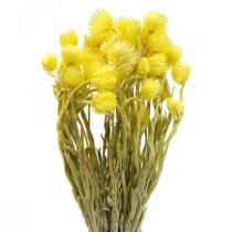 daiktų Džiovintos gėlės kepuraitės gėlės geltonos šiaudinės gėlės H42cm