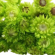 Džiovintos gėlės Kepurinės gėlės Šviesiai žalios šiaudinės gėlės H42cm