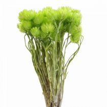 Džiovintos gėlės Kepurinės gėlės Šviesiai žalios šiaudinės gėlės H42cm