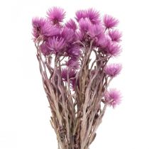 Džiovintos gėlės Kepurinės gėlės Violetinės šiaudinės gėlės H42cm