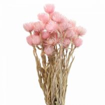 Džiovintos gėlės Kepurinės gėlės Rožinės šiaudinės gėlės H42cm