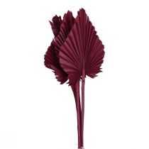 daiktų Džiovintų gėlių dekoracija, palmių ietis džiovintas vynas raudonas 37cm 4vnt