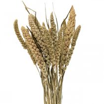 Džiovintos gėlės soros grūdų deko sausa floristika 65cm 100g