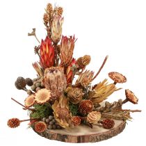 daiktų Sausos dekoracijos egzotiniai protea kūgiai Bellgum L24–48cm 580g