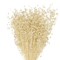 daiktų Džiovintos natūralios balintos žolės linai 50-55 cm 180 g