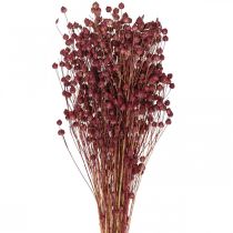 daiktų Sausa žolė Džiovinti Linai Old Pink H50–55cm 80g