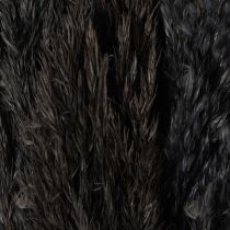 daiktų Sausa žolė, nendrinė žolė, juoda, 70 cm, dekoratyvinė tendencija, 10 vnt.