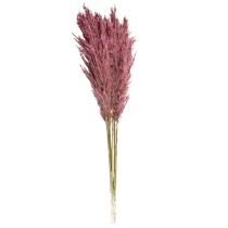 daiktų Džiovintos nendrės, džiovintos dekoratyvinės žolės, sendintos rožės, 75 cm, 10 vnt.