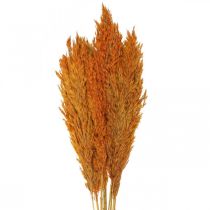 daiktų Sausos žolės viksvos džiovintos dekoratyvinės žolės oranžinės 70cm 10 vnt