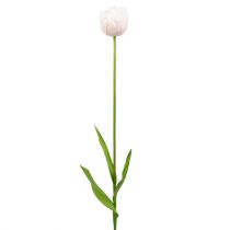 Tulpė balta-rožinė 86cm 3vnt