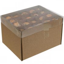 daiktų Putpelių kiaušinių puošmena išpūsti kiaušiniai oranžinis abrikosas 3cm 50 vnt