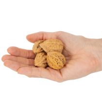 daiktų Graikiniai riešutai – natūralus produktas stalo dekoravimui ir „pasidaryk pats“ projektams. Natūralūs graikiniai riešutai, 4–5 cm, 300 g.