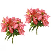 daiktų Dirbtinė Poinsettia Red Pink L35cm 6vnt 2 kek