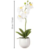 daiktų Baltos dirbtinės orchidėjos vazone Phalaenopsis H33cm