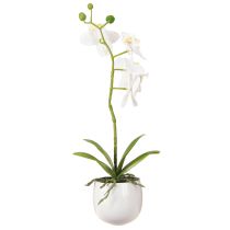 daiktų Baltos dirbtinės orchidėjos vazone Phalaenopsis H33cm