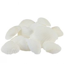 Baltos spalvos kriauklės dekoratyvinės kriauklės kreminės baltos 2-3,5cm 300g