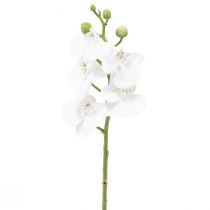 daiktų Balta dirbtinė orchidėja Phalaenopsis Real Touch 32cm