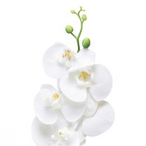 daiktų Balta dirbtinė orchidėja Phalaenopsis Real Touch 85cm