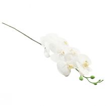 daiktų Balta dirbtinė orchidėja Phalaenopsis Real Touch 85cm